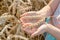Child& x27;s hand holds a spikelet of wheats on the field. Agriculture.
