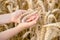 Child& x27;s hand holds a spikelet of wheats on the field. Agriculture.