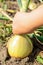 Child`s hand picking onion from dry ground