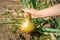 Child`s hand picking onion from dry ground