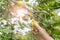 A child`s hand plucks a pear from a branch. Sunlight in the leaves of a pear tree.