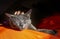 child\\\'s hand scratches the head of a cute gray Burmese cat on an orange ottoman