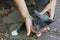 A child`s hand strokes a gray cat lying on the Asphalt. Friendship, trust, care