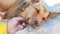 Child`s hand stroking Cute dog lying on sand on sea beach.