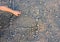 Child`s hand stroking a kitten`s mosaic puzzle laid out on a gray surface by a child