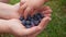 Child`s hand takes a ripe blueberry from the mother`s palms