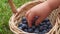 The child`s hand takes a ripe blueberry from the wicker basket