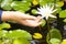 Child`s hand touch white lotus.Or the immersive nature