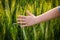 Child`s hand touching green ears of wheat at sunset