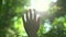 Child's hand touching sun reaching for sunlight breaking through lush green foliage in the woods.