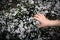 Child`s hand touching tiny blossoms