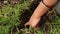 Child`s hands digging a hole in the ground. Child planting. Gardening work