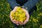 Child\'s hands full of mustard flowers.