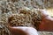 Child\'s hands holding mixed seeds of barley and oats.