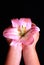 Child\'s hands holding pink lily flower