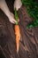 Child`s hands holding ugly organic carrot