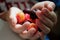 Child`s hands holding a variety of cherries. Closeup.