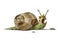 Child`s illustration of a green snail and a brown shell that is happy. isolated
