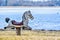 Child`s Play Horse at Park by Lake