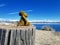 Child`s toy dinosaur gazing out at South Fork Reservoir at South Fork Recreation Area in Nevada