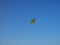 Child`s toy kite in rainbow colors flying in a clear blue summer sky