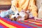 A child scratches the belly of a jack russell terrier dog lying on his back.