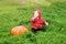 Child sit turn the floor on grass near huge pumpkin. Sunny warm day. copy space for text. The symbol and carnival costume of holid