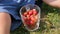 The child sits on the lawn and eats the red berries. close-up hand. garden berries Victoria