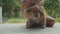 Child sits and stroking a little puppy on the porch of the house in rainy day