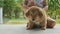 Child sits and stroking a little puppy on the porch of the house in rainy day