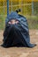 Child sitting in a black garbage bag, on the background of a yellow grid, close-up