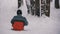 Child Sledding Down a Snowy Hill in Pine Forest. Slow Motion