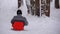 Child sledding down a snowy hill in pine forest. Slow motion