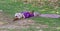 child sleeps on the grass.