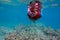 Child snorkeling dive over a coral reef