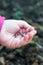 Child sowing seeds of radish