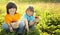 Child with strawberries sunny garden with a summer day