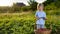 Child with strawberries sunny garden with a summer day