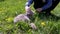 Child Strokes a Domestic British Cat Sitting on a Leash in Grass Outdoor on Sun