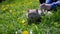 Child Strokes a Domestic British Cat Walking on a Leash in Grass Outdoor on Sun