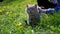 Child Strokes a Domestic British Cat Walking on a Leash in Grass Outdoors on Sun