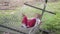 A child swings in a hammock. concept of relaxation and recreation in nature