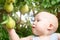 Child taking ripe pears at orchard in autumn. Little boy wanting to eat sweet fruit from tree in garden at fall harvest