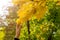 A child tears a leaf from a tree