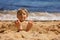 Child, tickling sibling on the beach on the feet with feather, kid cover in sand, smiling, laughing