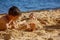 Child, tickling sibling on the beach on the feet with feather, kid cover in sand, smiling, laughing