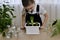 A child in a tidy workplace observes the growth of planted hyacinth bulbs. Looks at the blossoming white flower