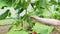 The child tries to collect cucumbers in the greenhouse