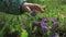 A child tries to pick a violet flower in the park. Save the world for our children,