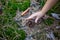 A child tries to take a pine cone from the ground.